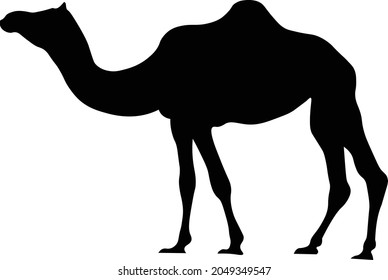 Black Camel in sahara  vector 