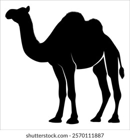 Black Camel Silhouette vector illustration