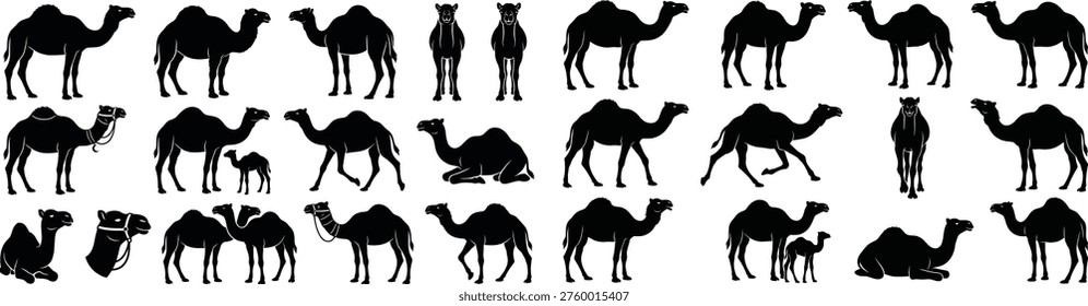 Black camel silhouettes in various poses including standing walking sitting kneeling with calf with saddle and two camels together. Vector illustration for travel agencies wildlife conservation websites and educational materials. Desert theme design element.