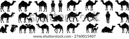 Black camel silhouettes in various poses including standing walking sitting kneeling with calf with saddle and two camels together. Vector illustration for travel agencies wildlife conservation websites and educational materials. Desert theme design element.