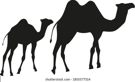 Black camels mom and baby on a white background.