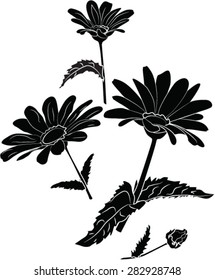 Black camomile vector image.
