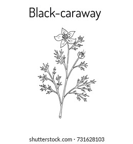 Black Caraway, Nigella Sativa, Medicinal Plant. Hand Drawn Botanical Vector Illustration