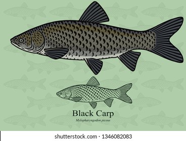 Black Carp. Vector illustration with refined details and optimized stroke that allows the image to be used in small sizes (in packaging design, decoration, educational graphics, etc.)