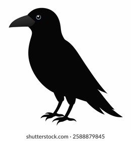 A black carrion crow on white-background