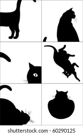 black cat