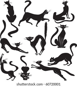 Black cat