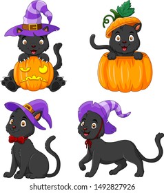 Black Cat collection with pumpkin