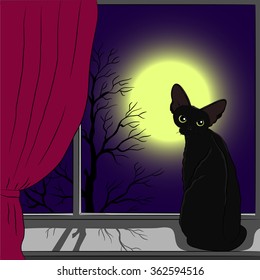 Black Cat Devon Rex on the window in the moonlight