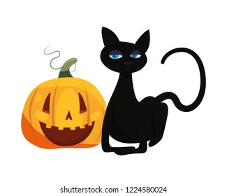 black cat halloween and pumpkin