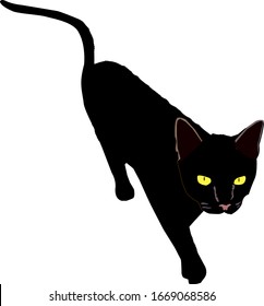 
black cat isolated on white background
