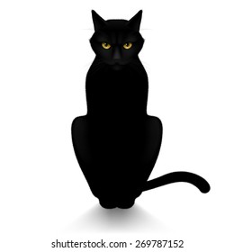 Black cat isolated on a white background