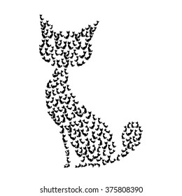 Black cat isolated on white background
