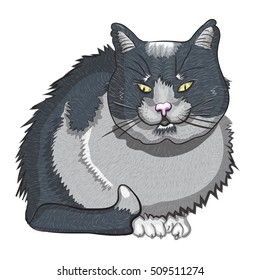 Black cat isolated on white background