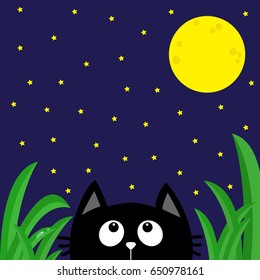 Black cat looking stars and moon in the dark night. Green grass  Flat design Blue background. Vector illustration