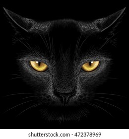 Black cat on a black background
