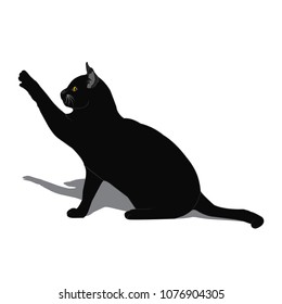 Black cat on white background