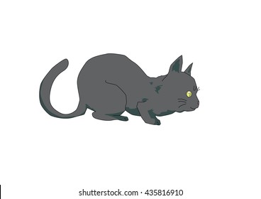 Black Cat on white background