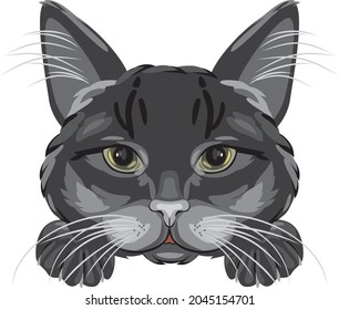 Retrato de gato negro aislado en blanco. Vector