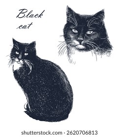 Black cat portrait, looking, sitting, realistic hand drawn vector illustration isolated on white