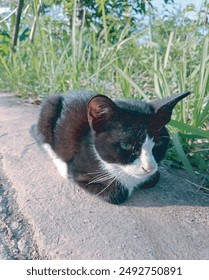 black cat sedan warming itself in the morning sun