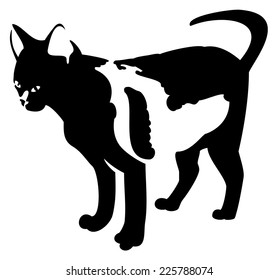 Black cat silhouette