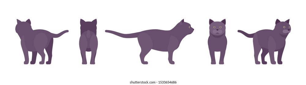 Black Cat standing. Active healthy kitten with dark, gray colored fur, cute funny pet, mystic bad luck omen. Vector flat style cartoon illustration isolated on white background, different views