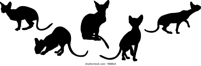 Black cats in various poses