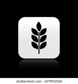 Black Cereals set with rice, wheat, corn, oats, rye, barley icon isolated on black background. Ears of wheat bread symbols. Agriculture wheat. square button. Vector Illustration
