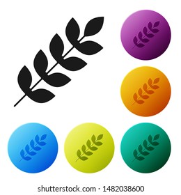 Black Cereals set with rice, wheat, corn, oats, rye, barley icon isolated on white background. Ears of wheat bread symbols. Set icons colorful circle buttons. Vector Illustration