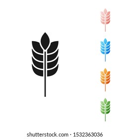 Black Cereals set with rice, wheat, corn, oats, rye, barley icon isolated on white background. Ears of wheat bread symbols. Set icons colorful. Vector Illustration