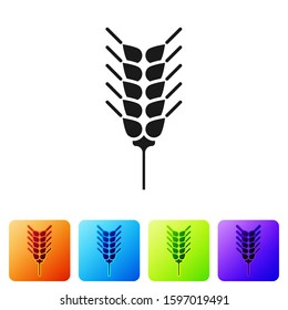 Black Cereals set with rice, wheat, corn, oats, rye, barley icon isolated on white background. Ears of wheat bread symbols. Set icons in color square buttons. Vector Illustration