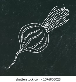 Black Chalk Board. Ripe Beet - Half of Beetroot, Cut Beet Slices. Fresh Vegetable Salad. Hand Drawn Vector Illustration. Savoyar Doodle Style.