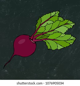 Black Chalk Board. Ripe Beet. Beetroot with Top Leaves. Fresh Vegetable Salad. Hand Drawn Vector Illustration. Savoyar Doodle Style.