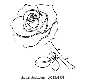 Black Chalk Rose on White Background