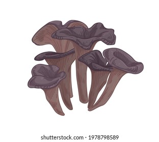 Black chanterelle or trumpet mushroom. Group of forest edible fungi. Realistic raw fungus. Fresh natural food. Colored hand-drawn vector illustration isolated on white background