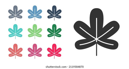 Black Chestnut leaf icon isolated on white background. Set icons colorful. Vector