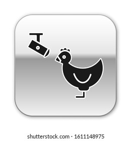 Black Chicken farm and wireless Controlling CCTV security camera icon isolated on white background. Silver square button. Vector Illustration