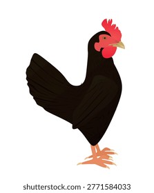 Black chicken isolated. vector illustration	