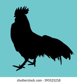 Black chicken vector on blue background