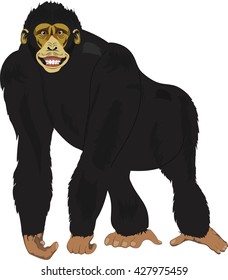 Black Chimpanzee , on standing pose, isolated vector image