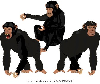 Black chimpanzees in different poses vector set