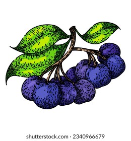 black chokeberry aronia hand drawn. plant berry, nature leaf, ripe autumn black chokeberry aronia vector sketch. isolated color illustration