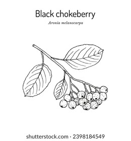 Black chokeberry (Aronia melanocarpa), edible and medicinal plant. Hand drawn botanical vector illustration