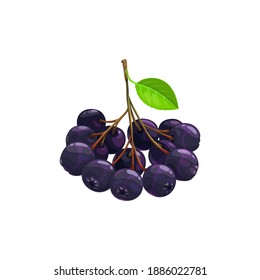 Black chokeberry berries fruits, food from farm garden and wild forest, vector flat isolated icon. Black chokeberries or choke berry bunch harvest, dessert ingredients