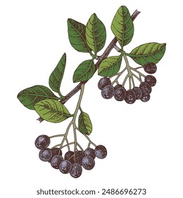 Black chokeberry branch with ripe berries