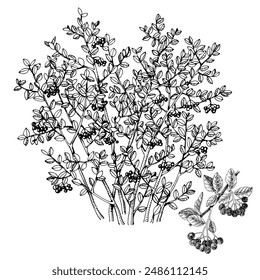 Black chokeberry bush and branch with ripe berries