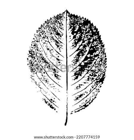 Black chokeberry leaf. Black textured print isolated on white background. Vector. Realistic element for nature design.