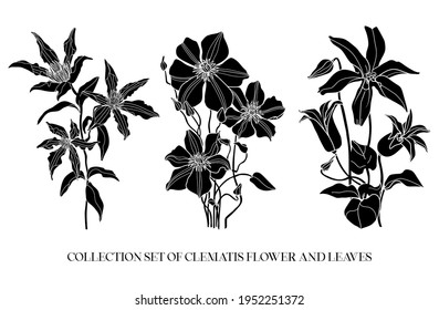 Black clematis flower	hand draw elements