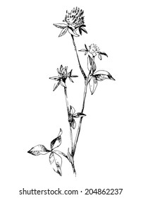 Black clover flower isolated on white background. Simple botanical illustration. Hand drawn sketch of a Trifolium.